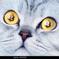 Crypto_Cat